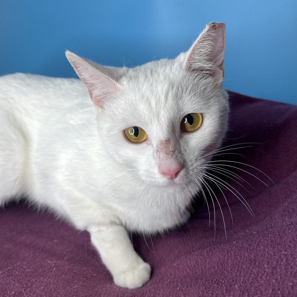 Enlarge Faith, a Adoptable Domestic Short Hair in San Antonio, TX image 6/6