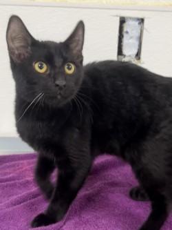 Nero, an adoptable Domestic Short Hair in Shasta Lake, CA, 96019 | Photo Image 1