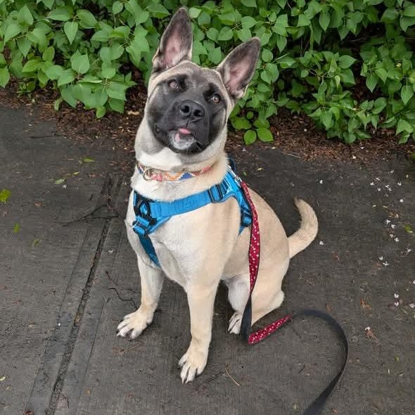 Bonita, ADOPTABLE, Young Female Akita & American Bulldog.