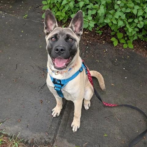 Bonita, a ADOPTABLE mixed breed in Edmonton, AB image 3/4