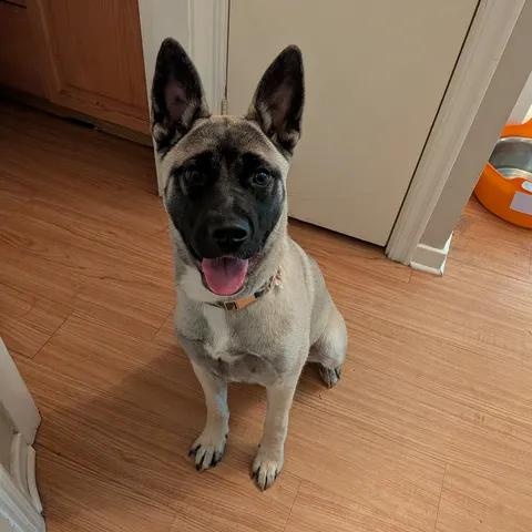 Bonita, a ADOPTABLE mixed breed in Edmonton, AB image 4/4