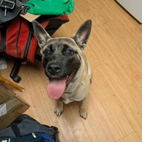 Bonita, a ADOPTABLE mixed breed in Edmonton, AB image 2/4