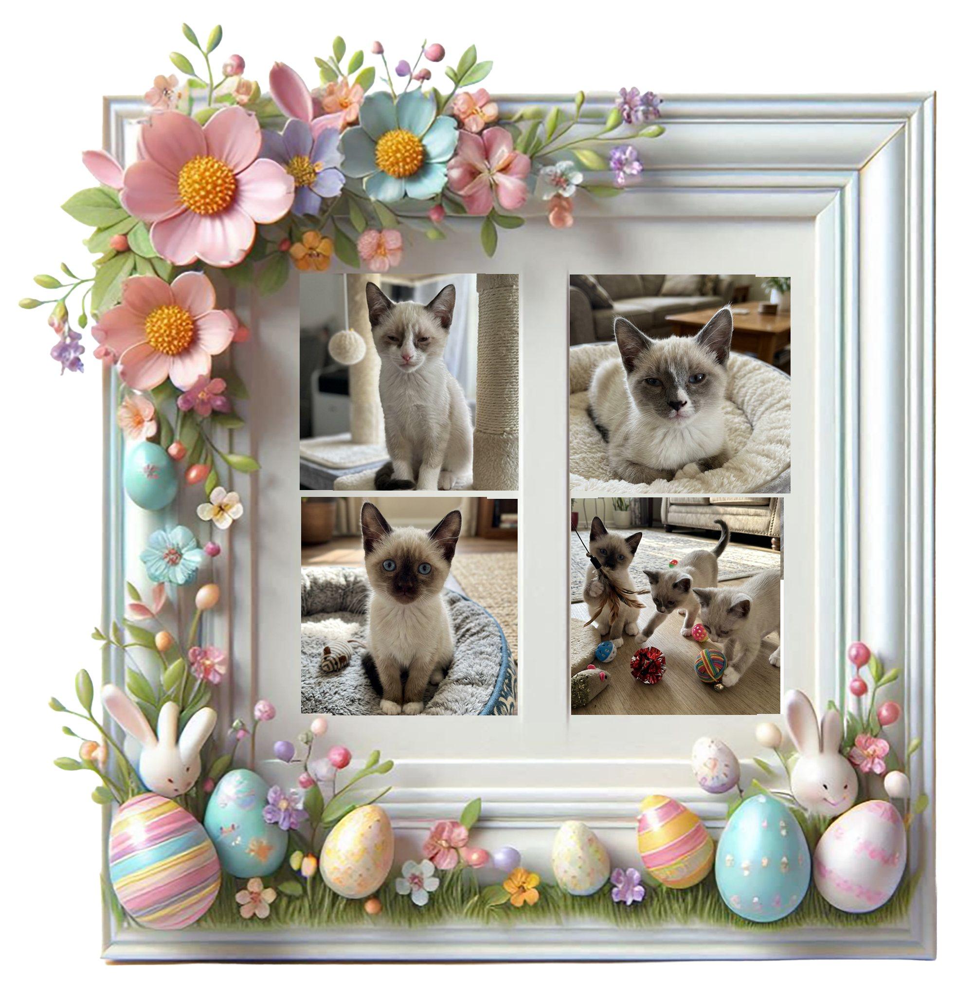 Enlarge Georgia Peaches, a ADOPTABLE mixed breed in Corinth, NY image 1/1