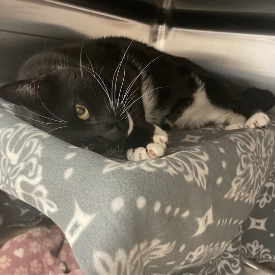 Oscar, a Adoptable Domestic Short Hair in Enfield, NH image 1/4