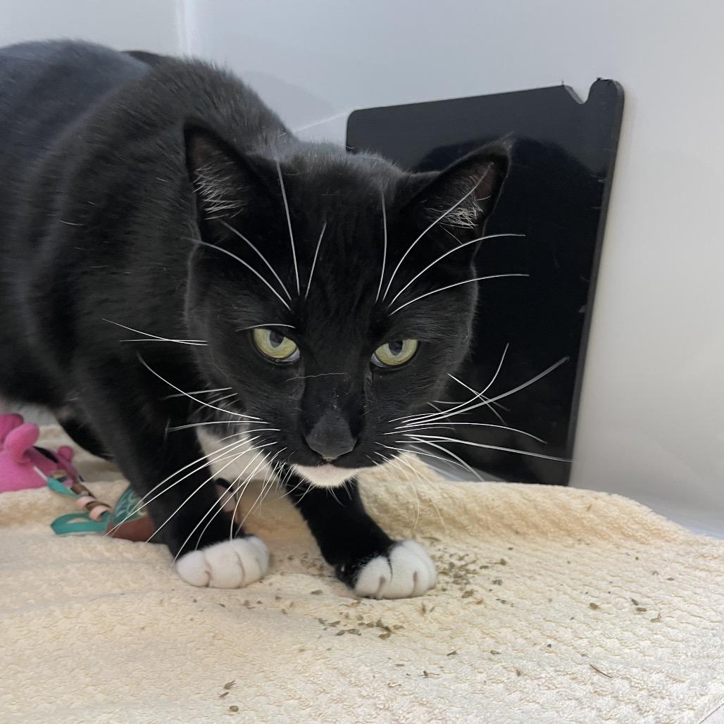 Oscar, a Adoptable Domestic Short Hair in Enfield, NH image 2/6