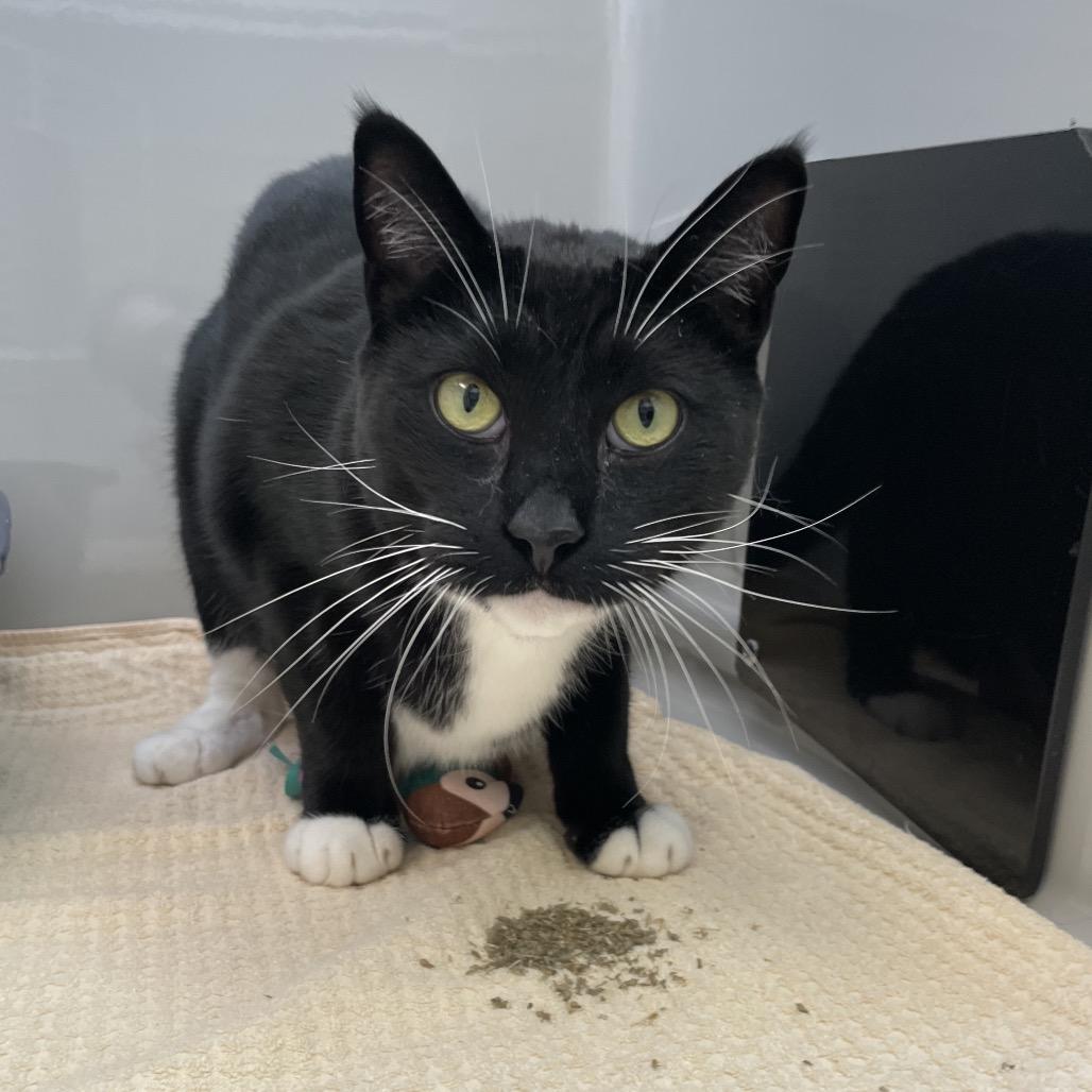 Oscar, a Adoptable Domestic Short Hair in Enfield, NH image 3/6