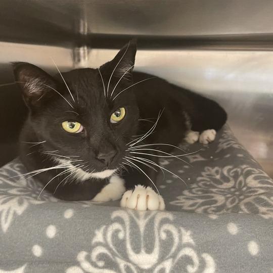 Oscar, a Adoptable Domestic Short Hair in Enfield, NH image 2/4
