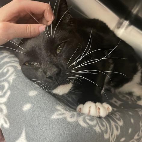 Oscar, a Adoptable Domestic Short Hair in Enfield, NH image 3/4