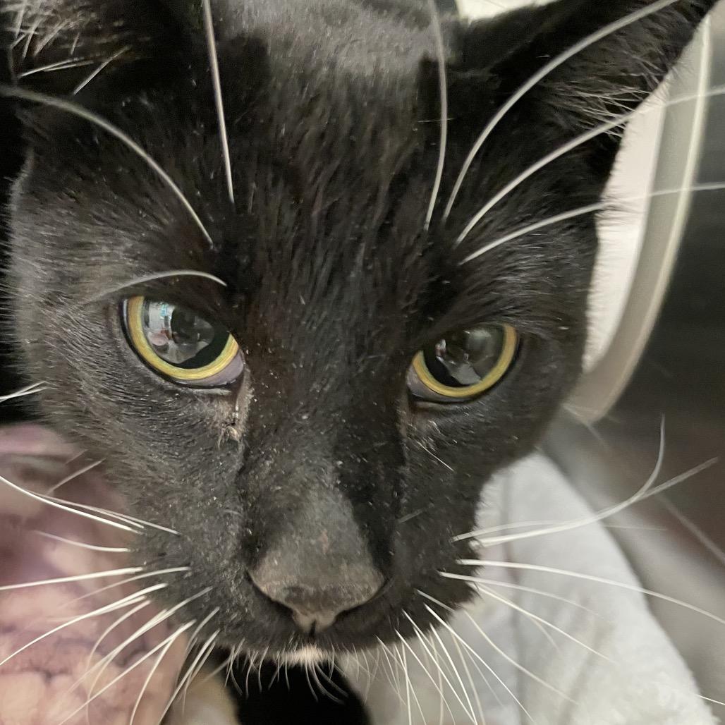 Oscar, a Adoptable Domestic Short Hair in Enfield, NH image 4/4