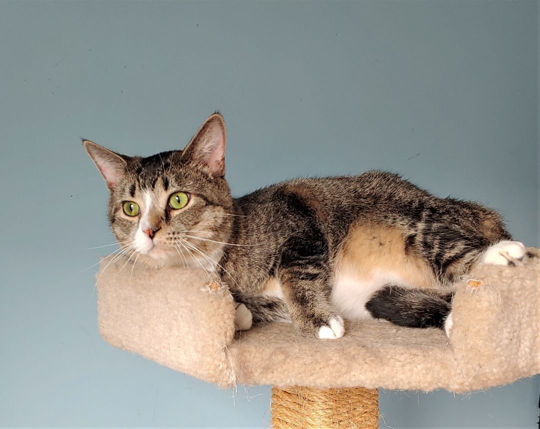 Squirtle, a Adoptable Domestic Short Hair in Wilmington, NC image 1/8