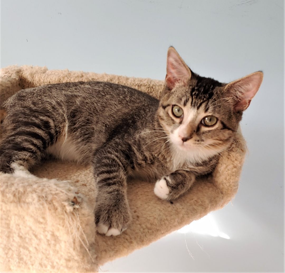 Squirtle, a Adoptable Domestic Short Hair in Wilmington, NC image 2/8