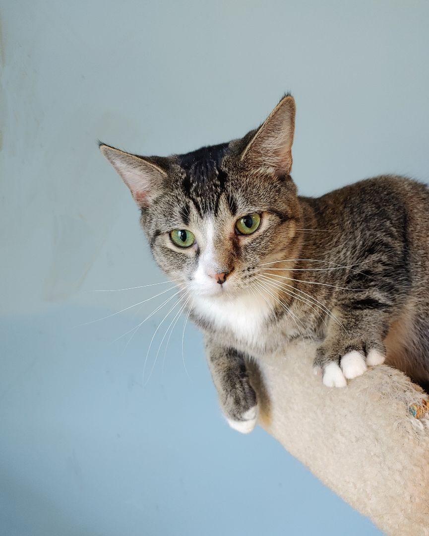 Squirtle, a Adoptable Domestic Short Hair in Wilmington, NC image 3/8
