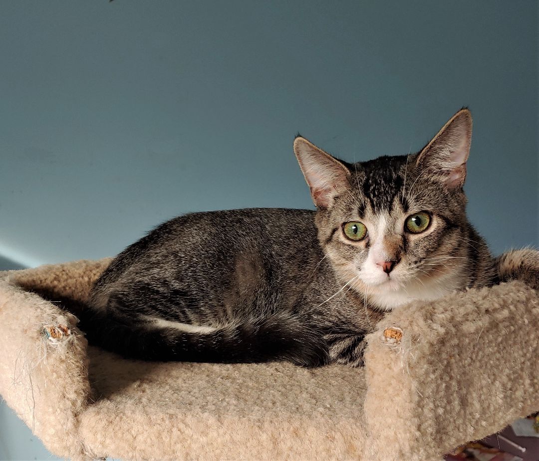Squirtle, a Adoptable Domestic Short Hair in Wilmington, NC image 4/8