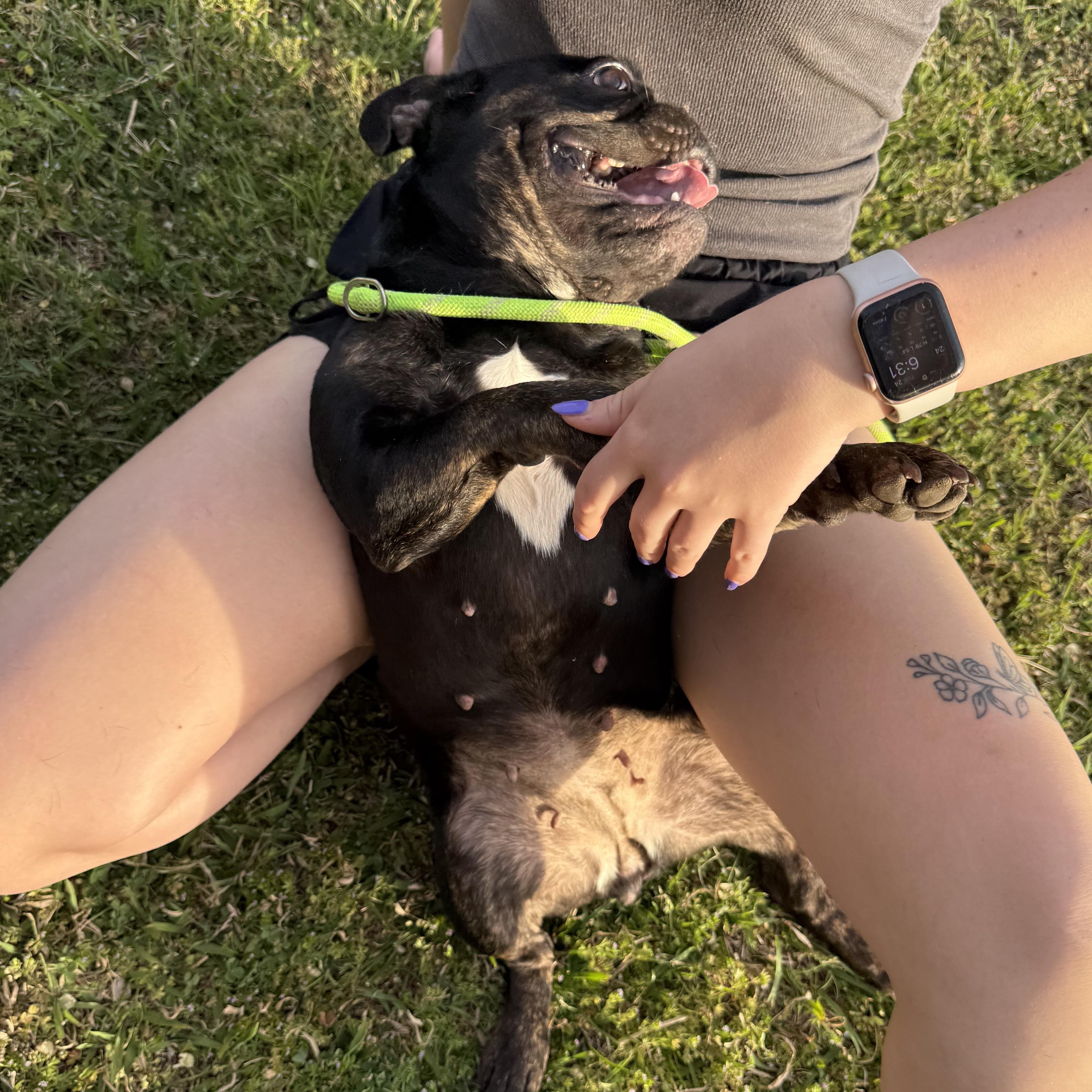 Enlarge Ruby Jo, an adopted French Bulldog in Mendham , NJ image 4/5