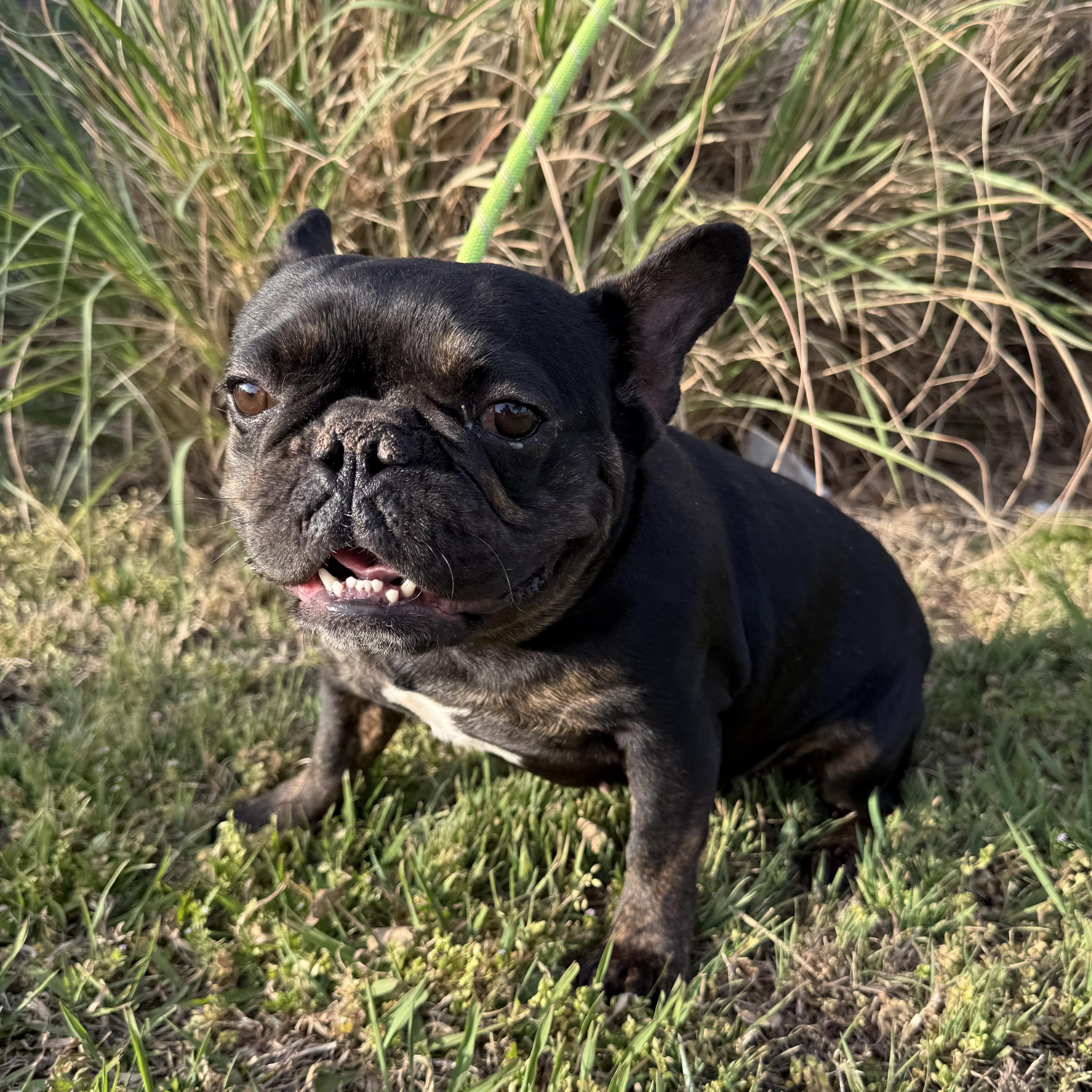 Ruby Jo, adopted, Adult Female French Bulldog.