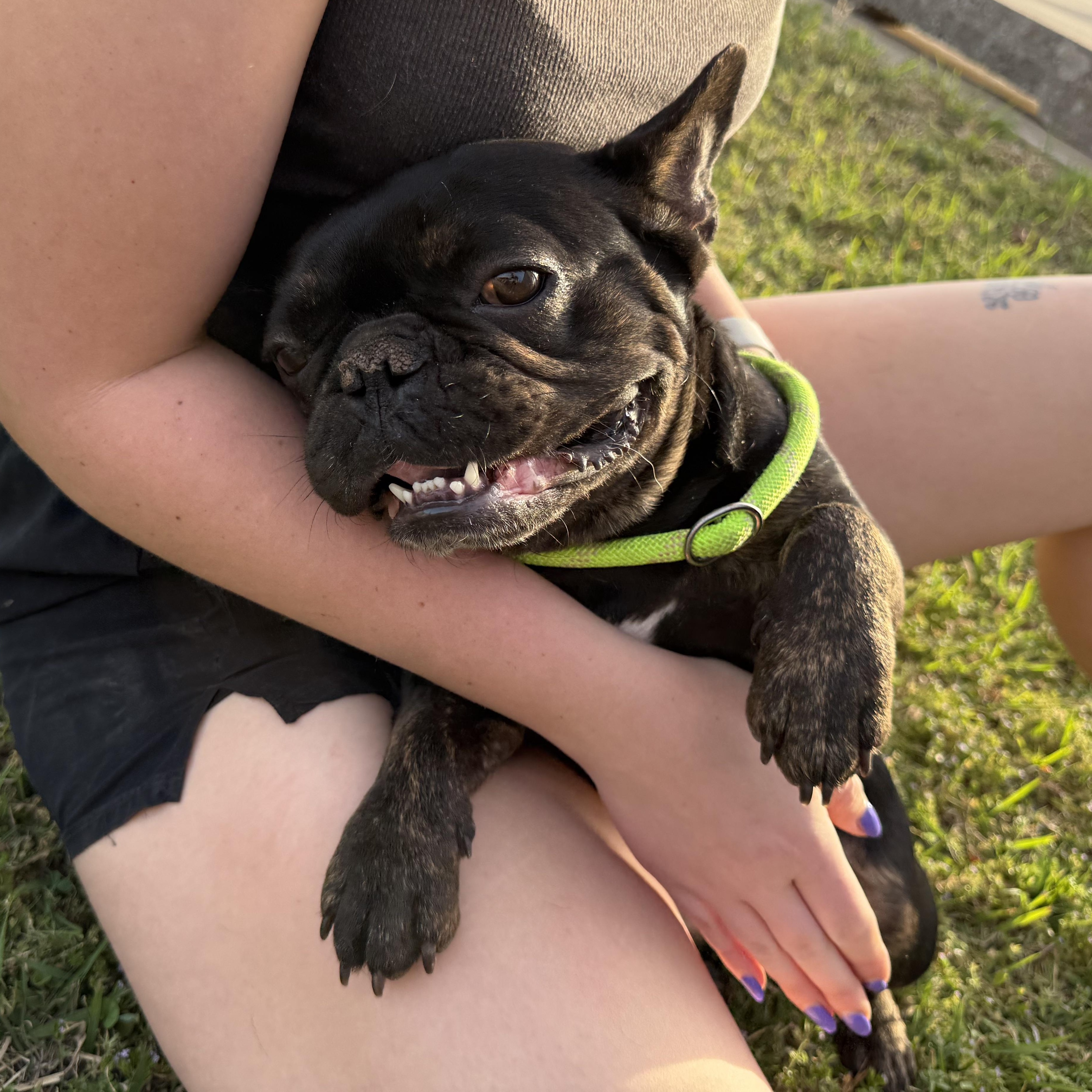 Enlarge Ruby Jo, an adopted French Bulldog in Mendham , NJ image 5/5