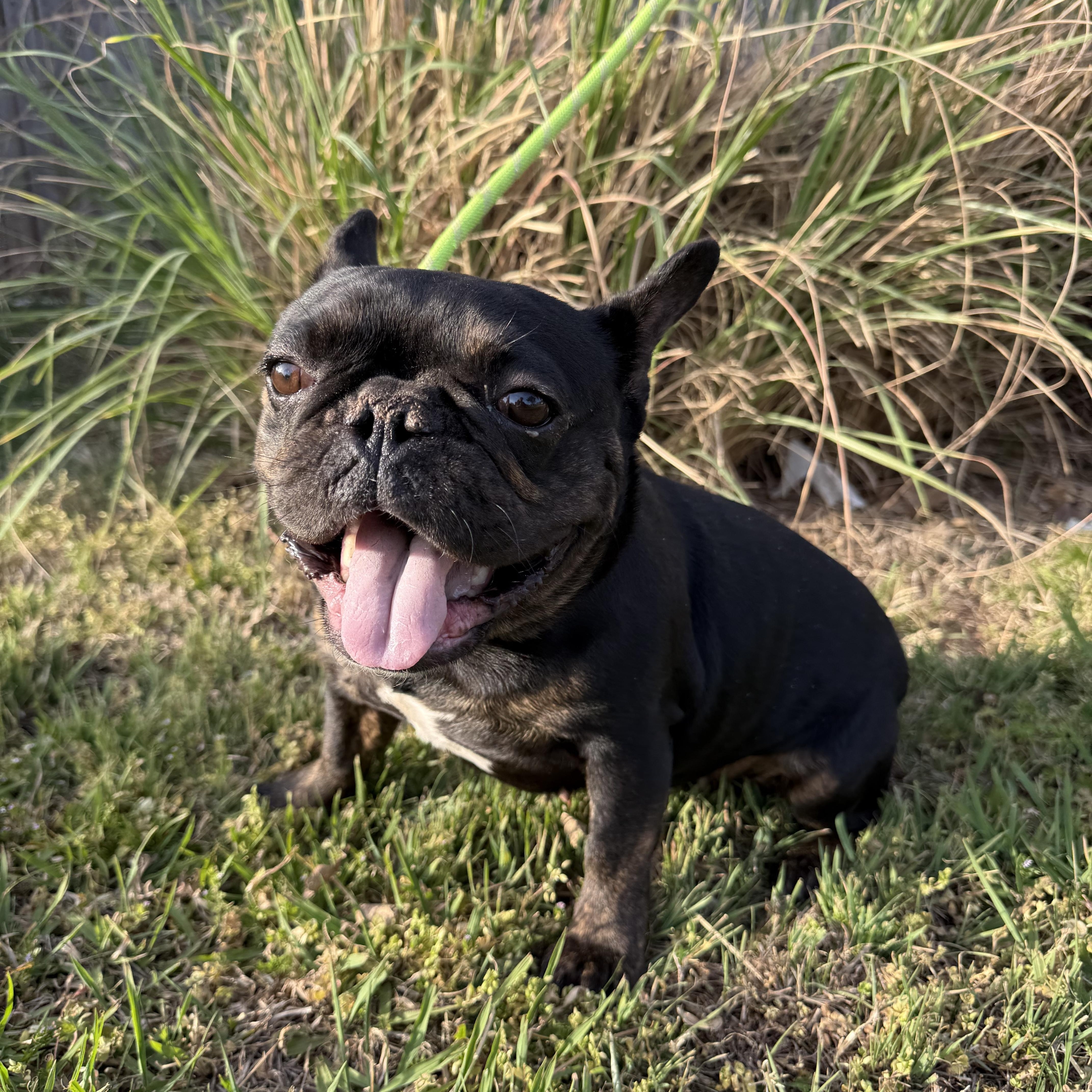 Enlarge Ruby Jo, an adopted French Bulldog in Mendham , NJ image 2/5