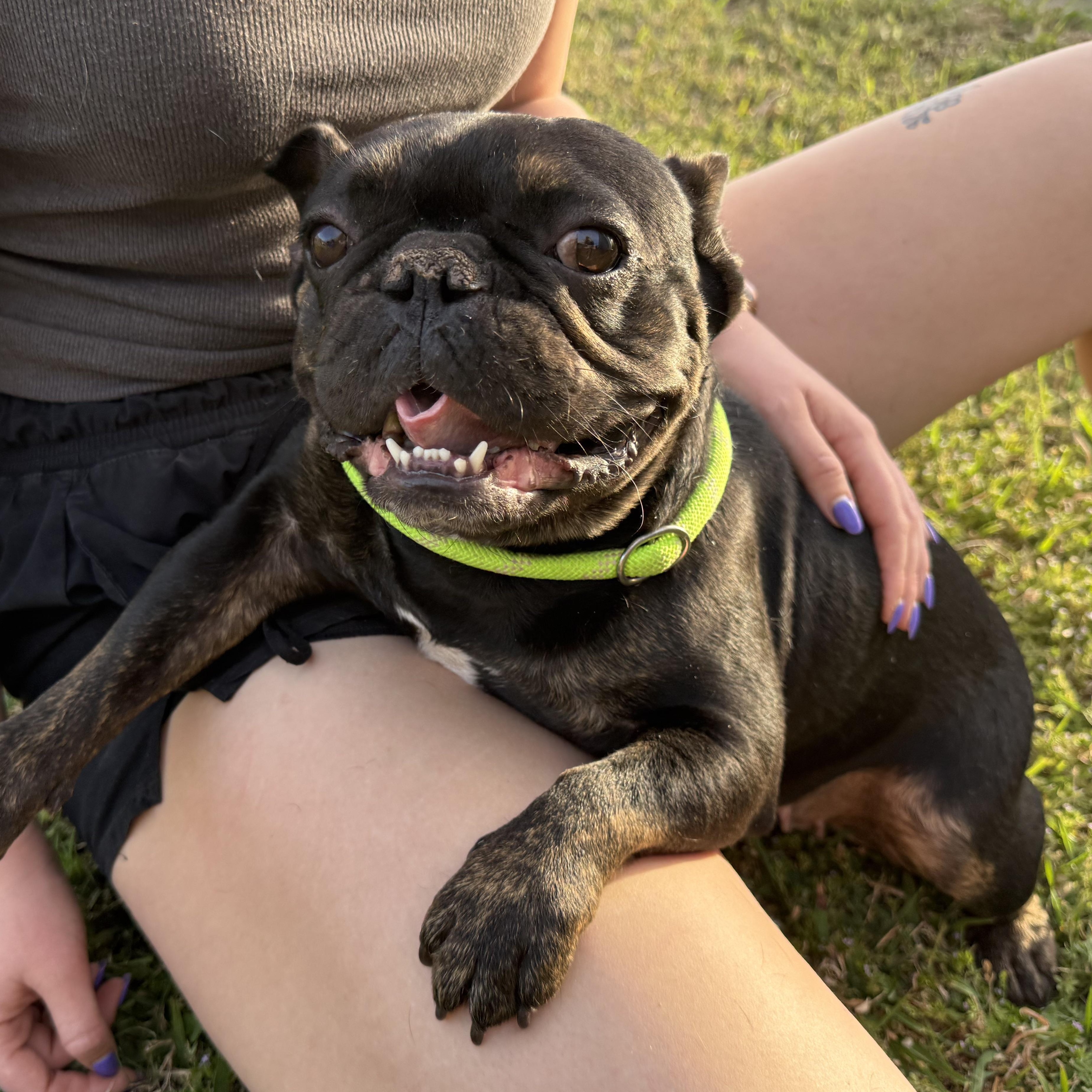 Enlarge Ruby Jo, an adopted French Bulldog in Mendham , NJ image 3/5