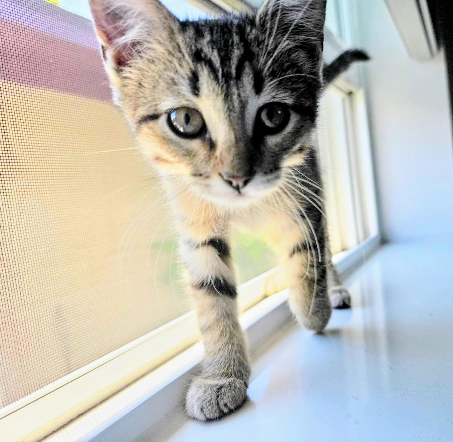 Finn - Sweet and affectionate, a Adoptable Domestic Short Hair in West Allis, WI image 4/6
