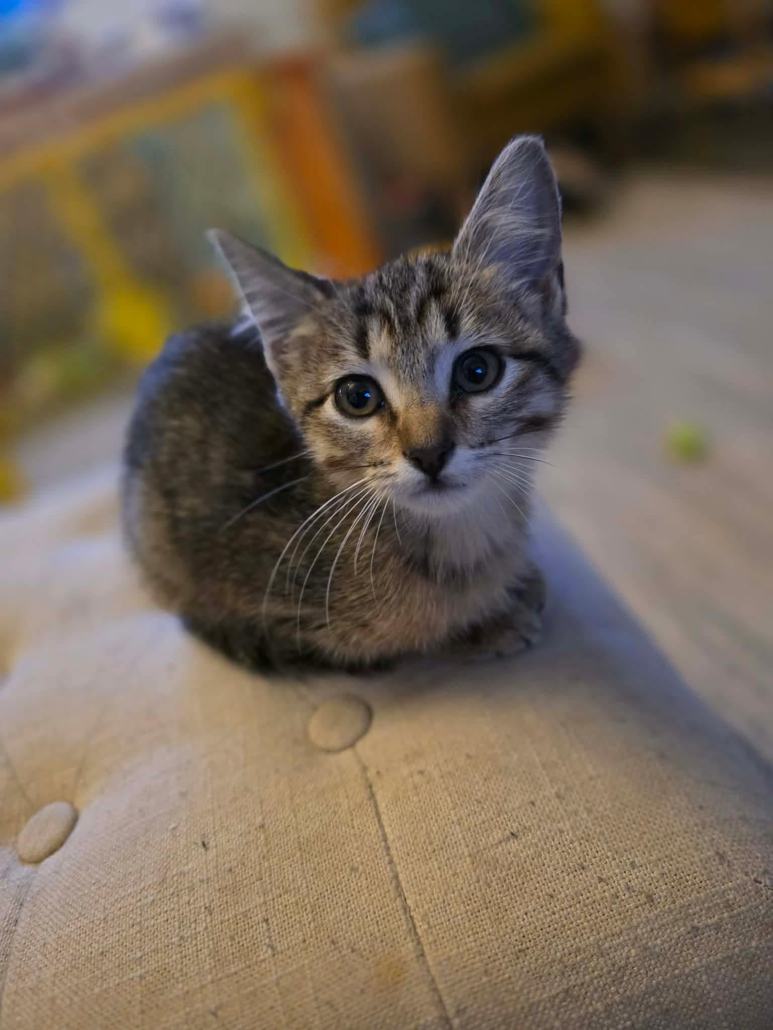 Finn - Sweet and affectionate, a Adoptable Domestic Short Hair in West Allis, WI image 3/6