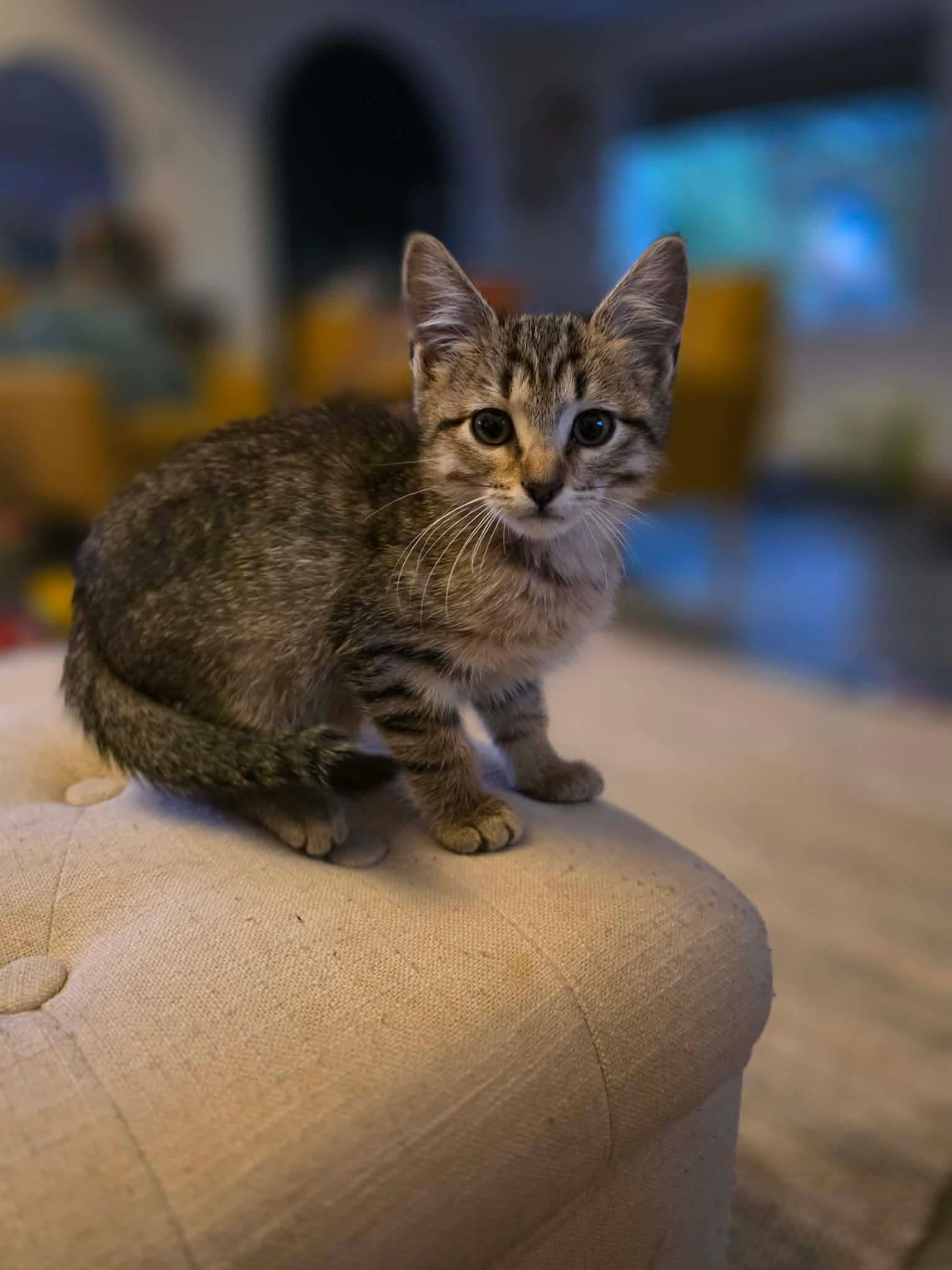 Finn - Sweet and affectionate, a Adoptable Domestic Short Hair in West Allis, WI image 5/6