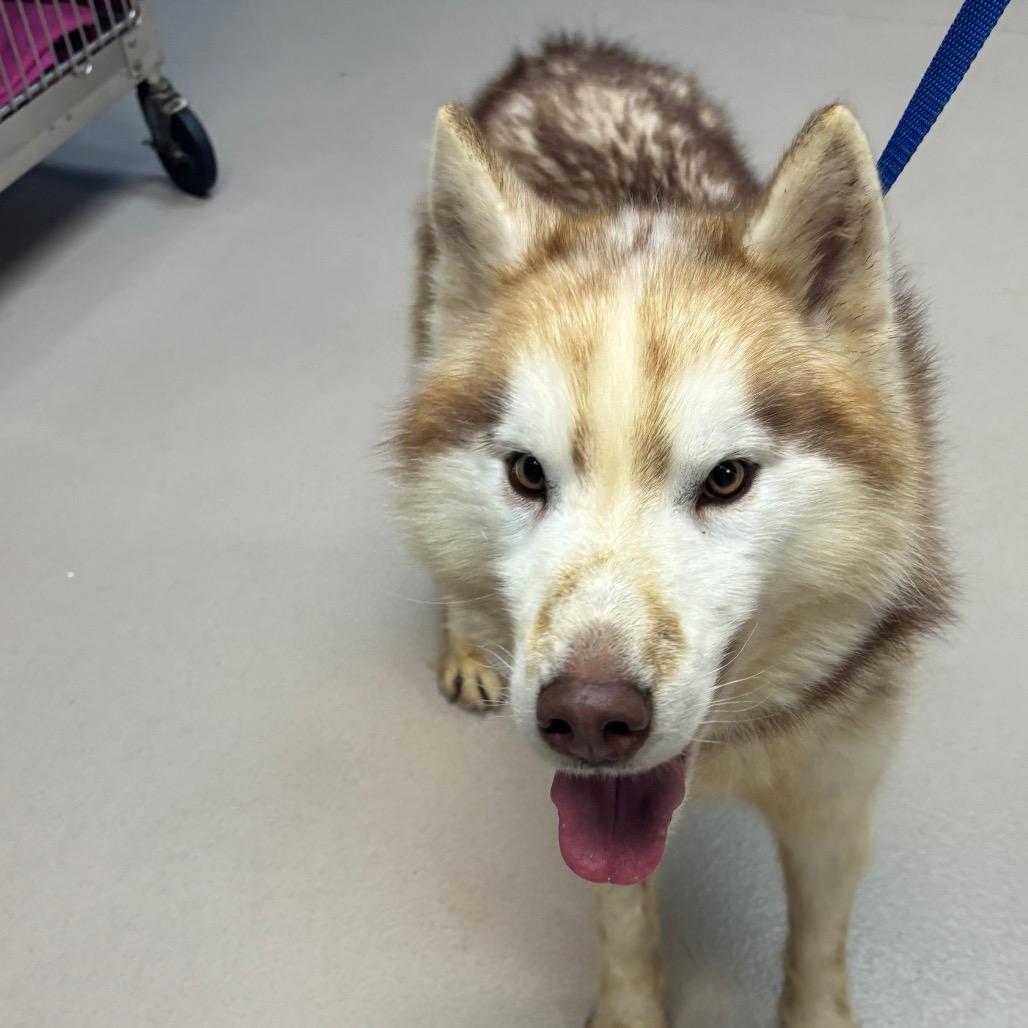 Fennec (In Foster), Adoptable, Adult Male Husky.