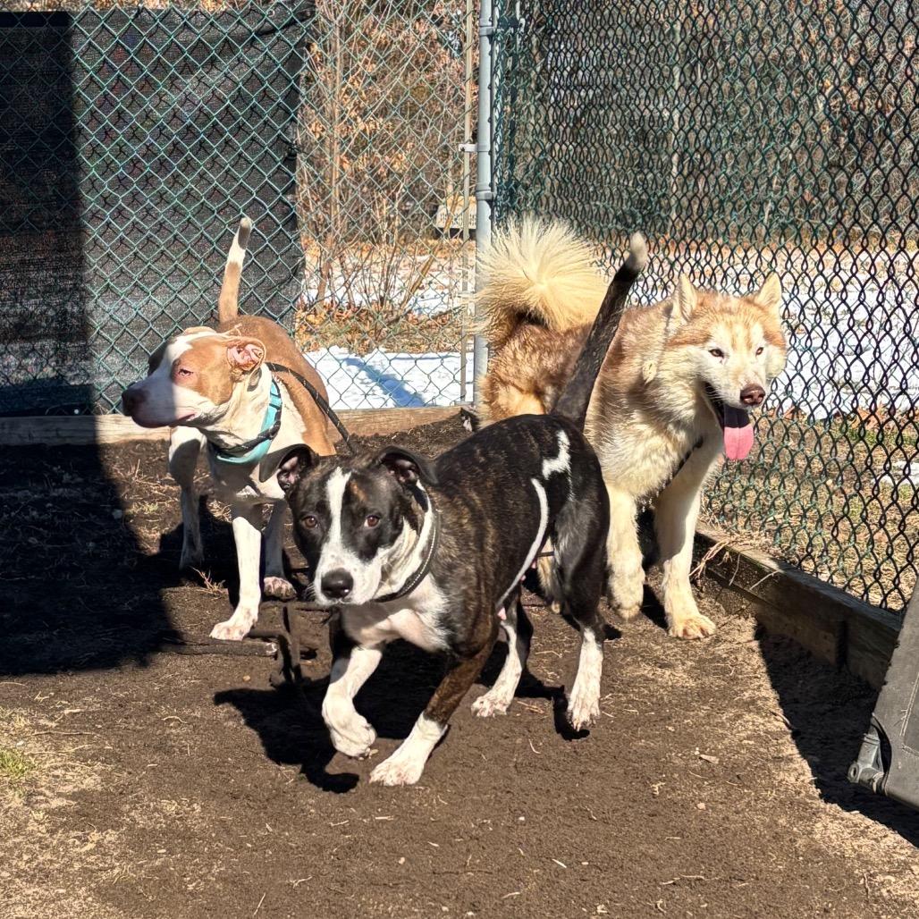 Enlarge Fennec (In Foster), a Adoptable Husky in Vineland, NJ image 2/4