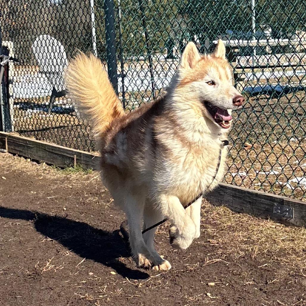 Enlarge Fennec (In Foster), a Adoptable Husky in Vineland, NJ image 3/4