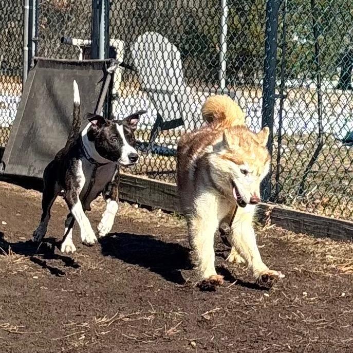 Enlarge Fennec (In Foster), a Adoptable Husky in Vineland, NJ image 4/4
