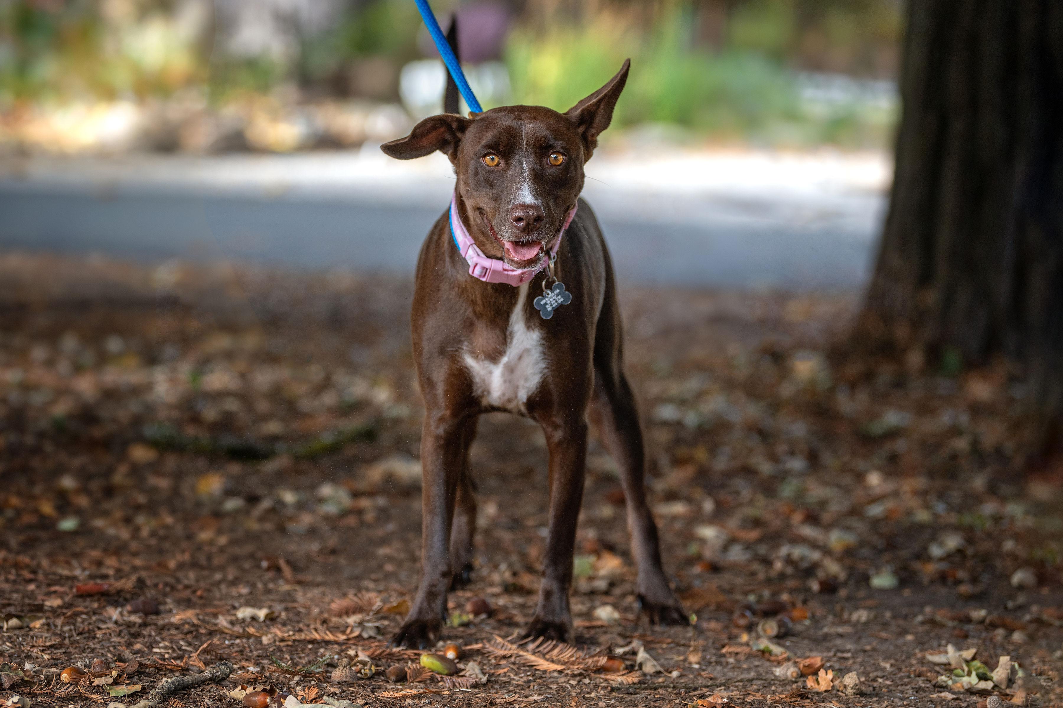 Enlarge Mia, a Adoptable mixed breed in Santa Rosa, CA image 2/4