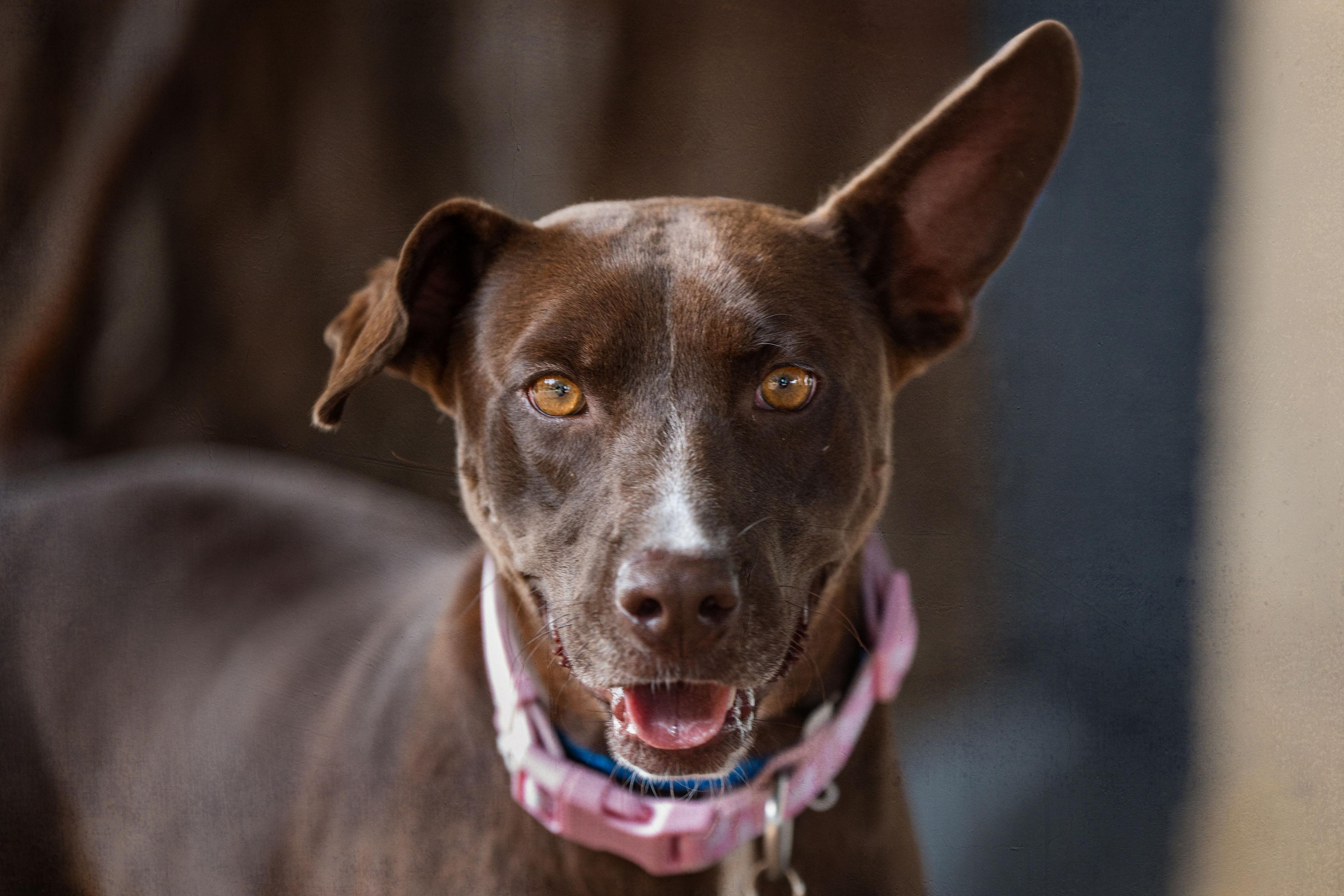 Mia, Adoptable, Young Female Labrador Retriever.