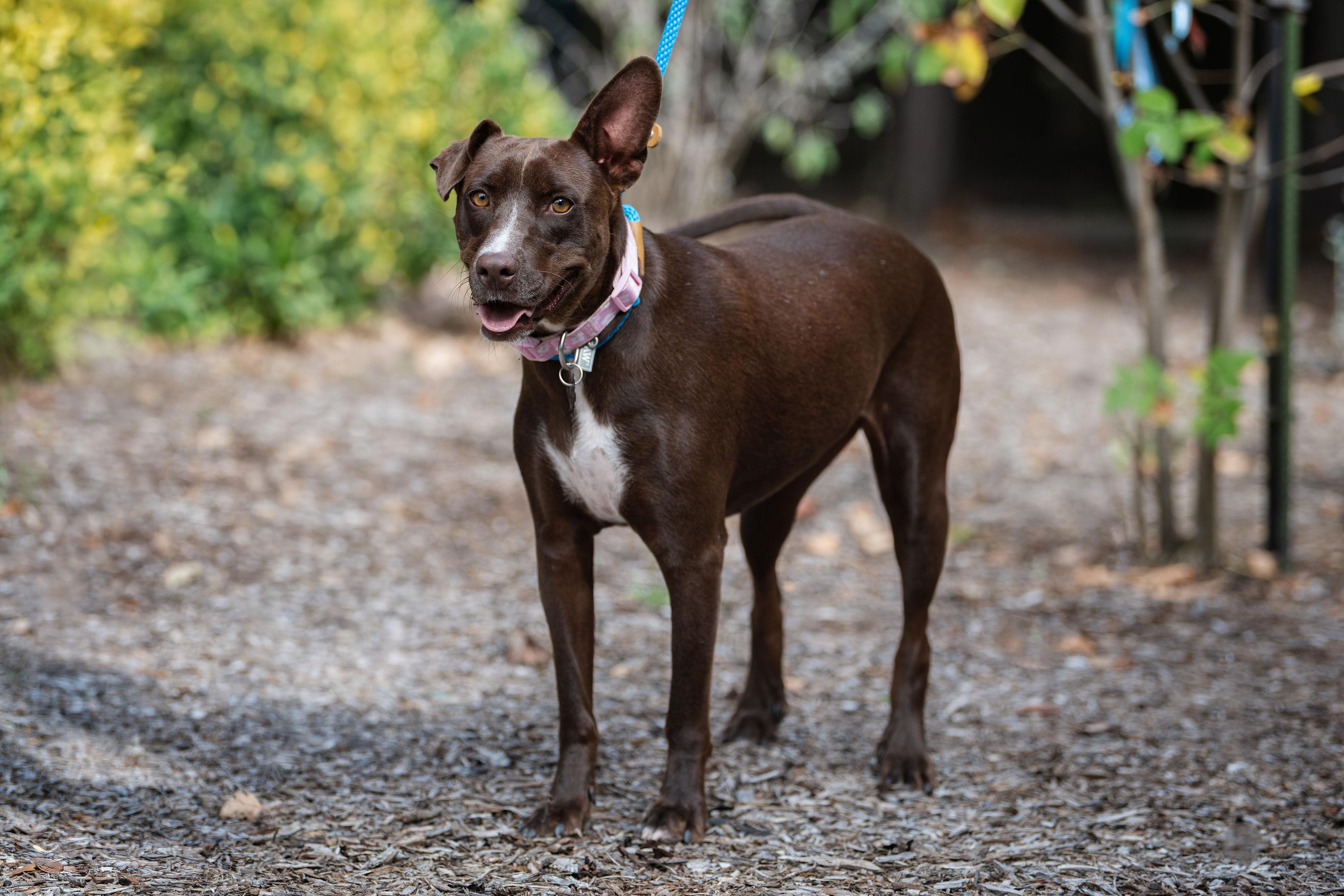 Enlarge Mia, a Adoptable mixed breed in Santa Rosa, CA image 4/4