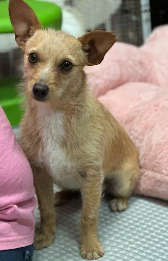 Enlarge Jelly Bean, an adopted mixed breed in Marshall, TX image 1/1