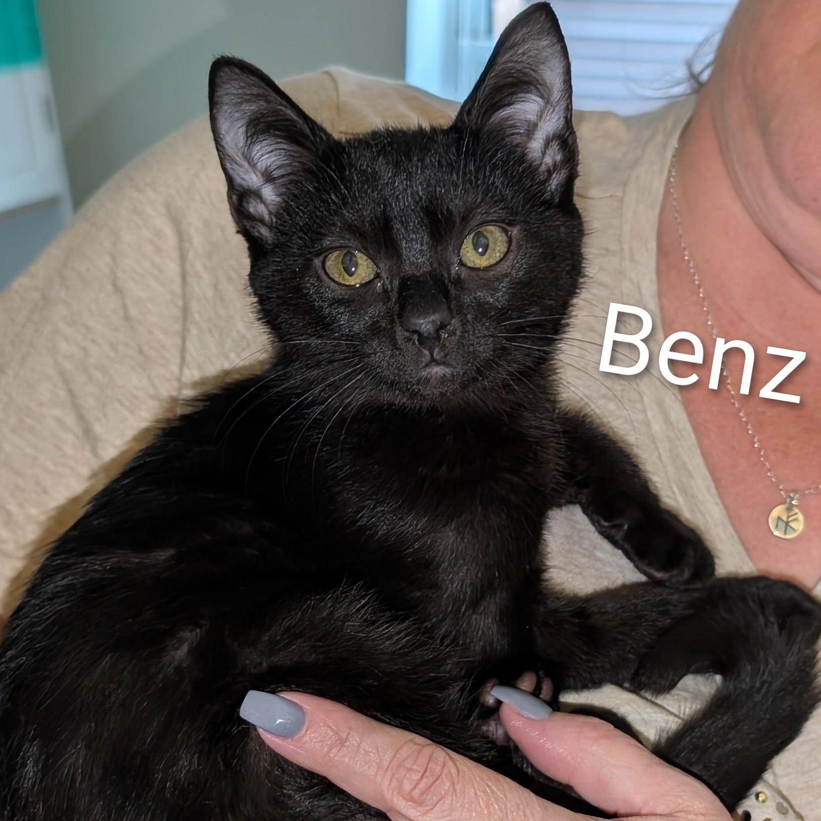 Enlarge Benz, a Adoptable American Shorthair in Lilburn, GA image 1/3
