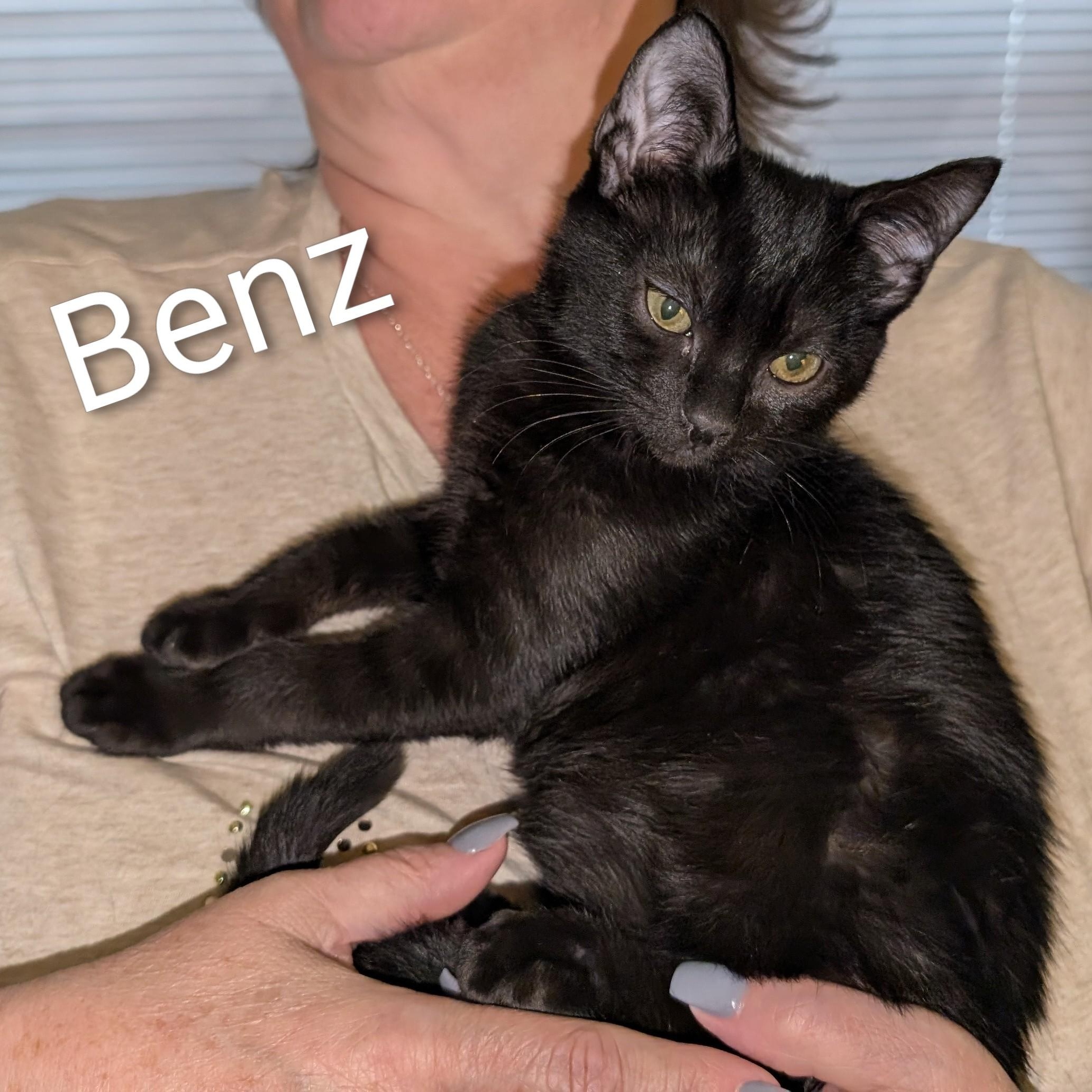 Enlarge Benz, a Adoptable American Shorthair in Lilburn, GA image 2/3