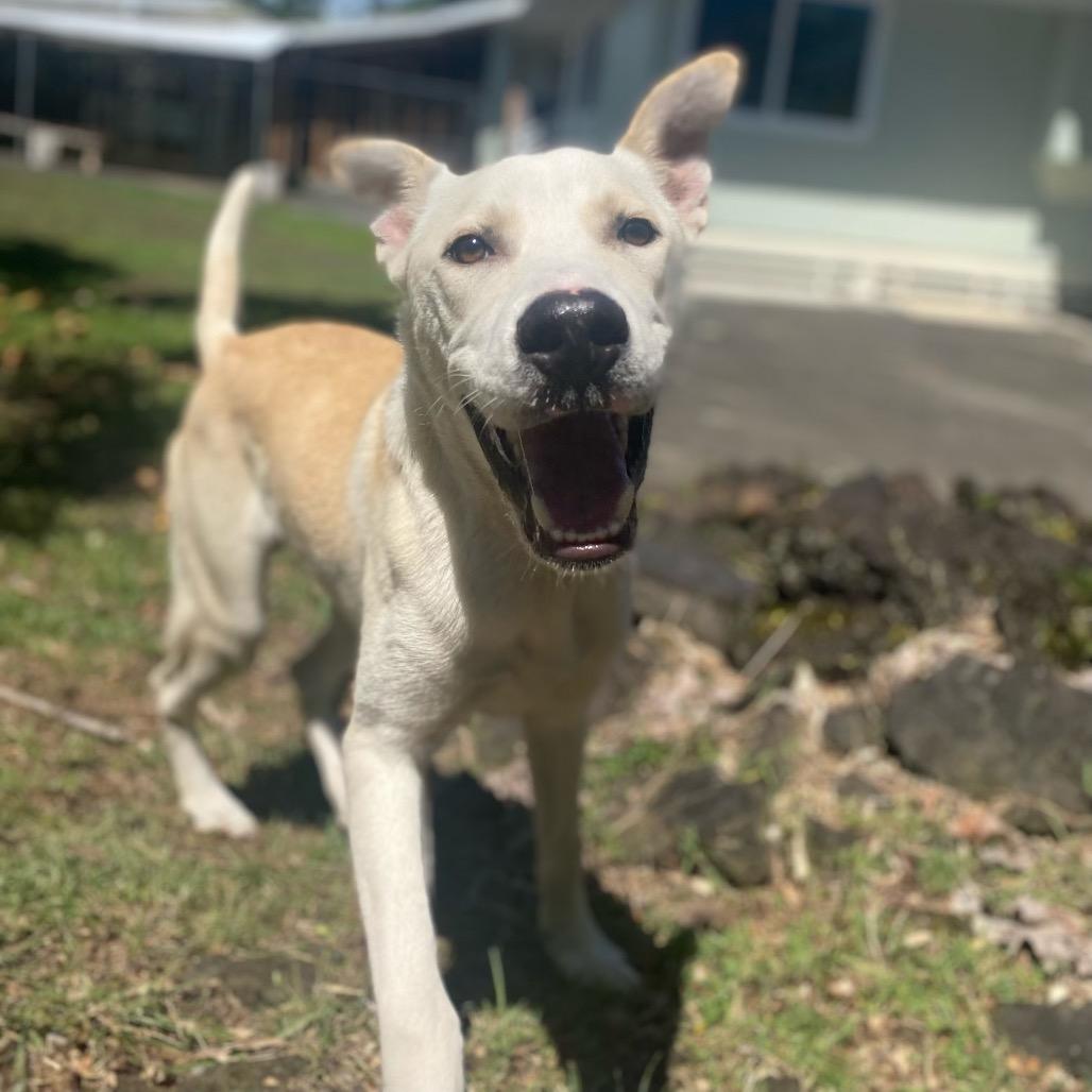 Enlarge Coldwell, a Adoptable Mixed Breed in Keaau, HI image 1/4