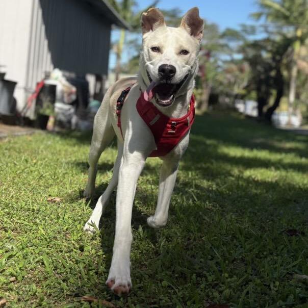 Enlarge Coldwell, a Adoptable Mixed Breed in Keaau, HI image 2/4