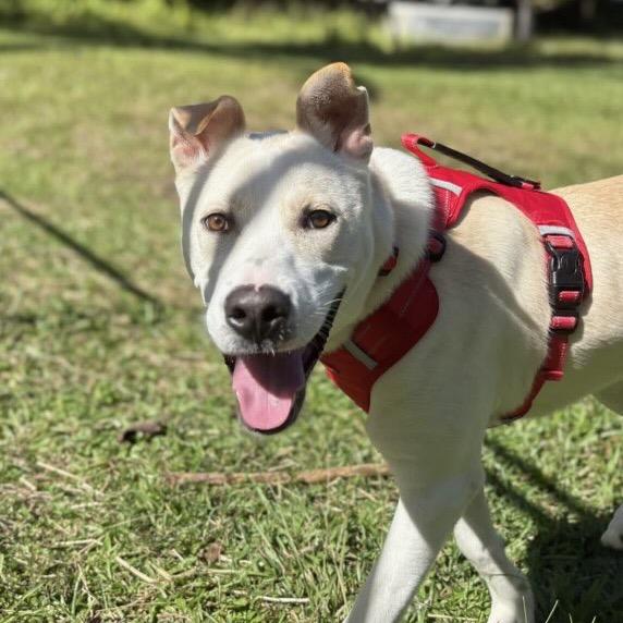 Enlarge Coldwell, a Adoptable Mixed Breed in Keaau, HI image 3/4