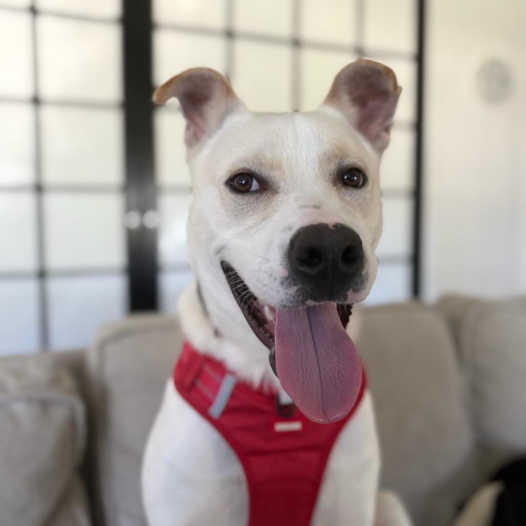 Enlarge Coldwell, a Adoptable Mixed Breed in Keaau, HI image 4/4