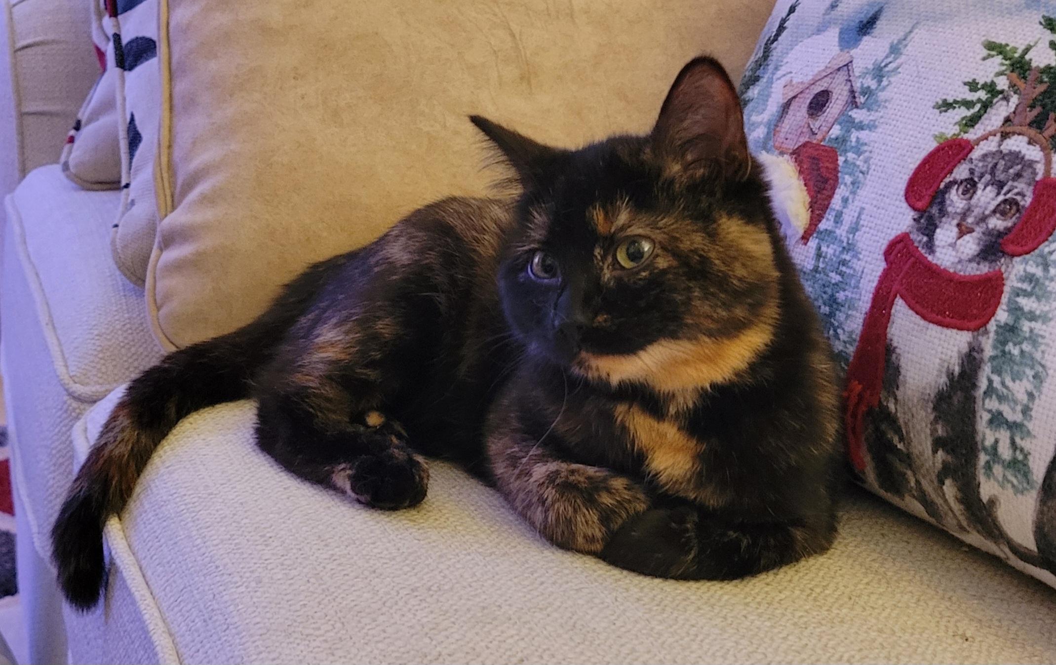 Pepper, ADOPTABLE, Young Female Domestic Short Hair.