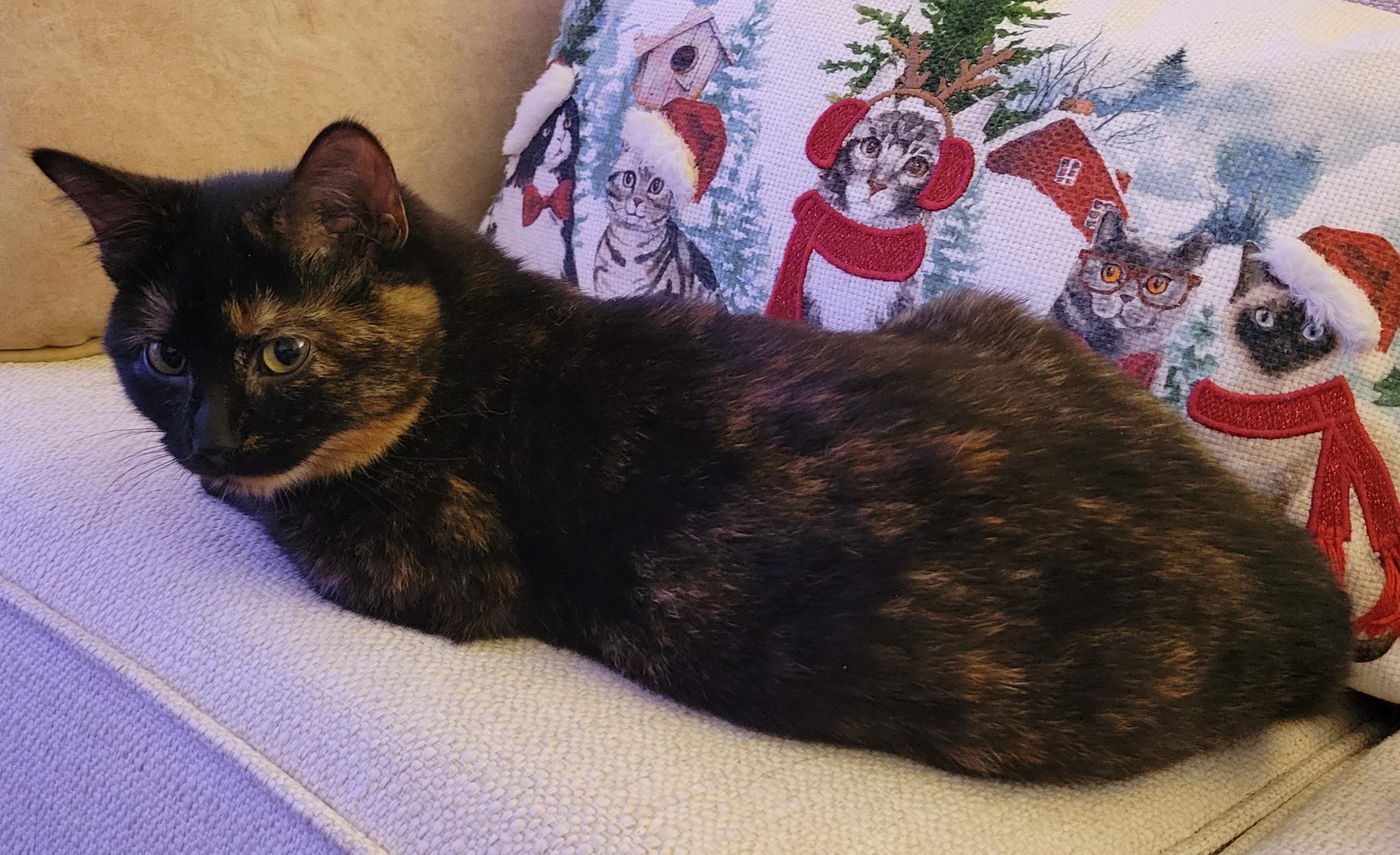 Enlarge Pepper, a ADOPTABLE Domestic Short Hair in Knoxville, TN image 2/3