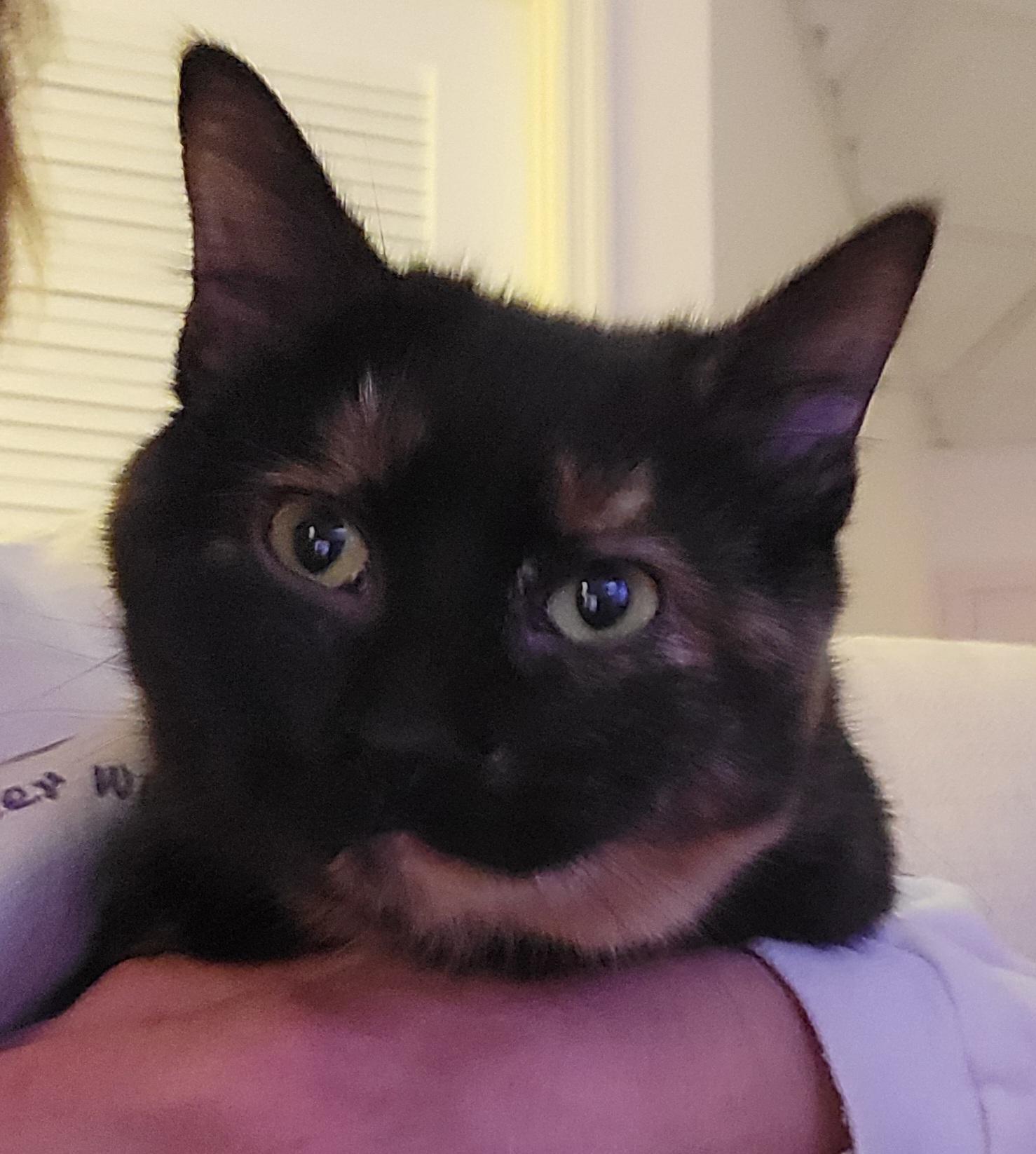 Enlarge Pepper, a ADOPTABLE Domestic Short Hair in Knoxville, TN image 3/3