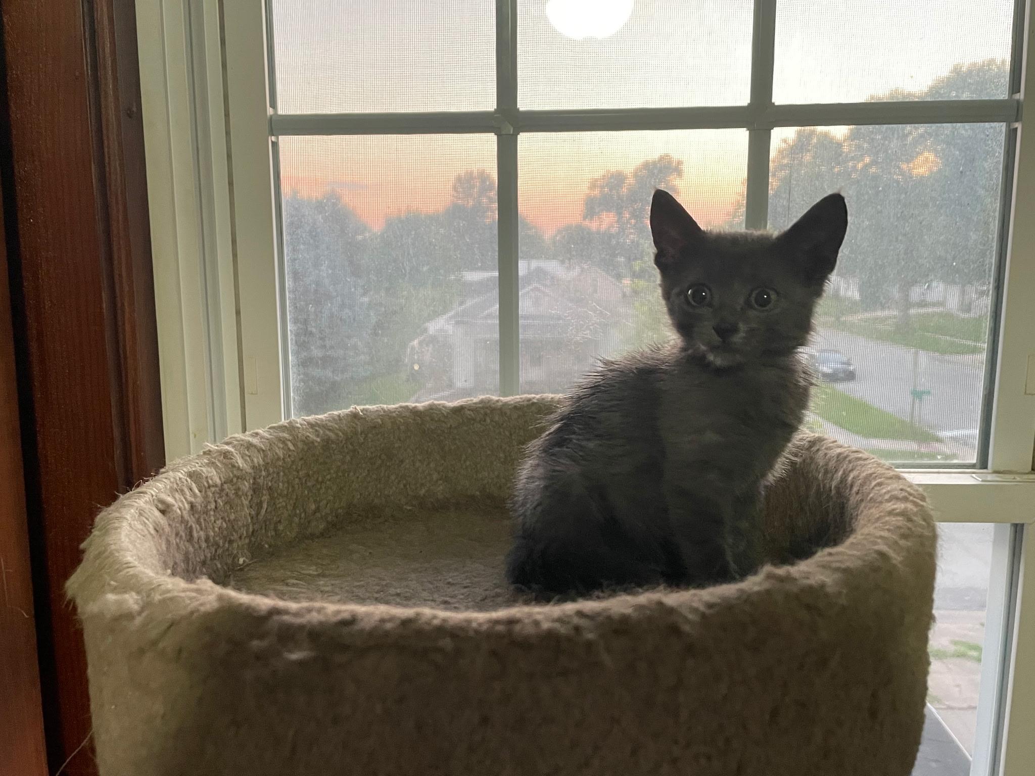 Enlarge Asher, an adopted American Shorthair in Waverly, IA image 2/3