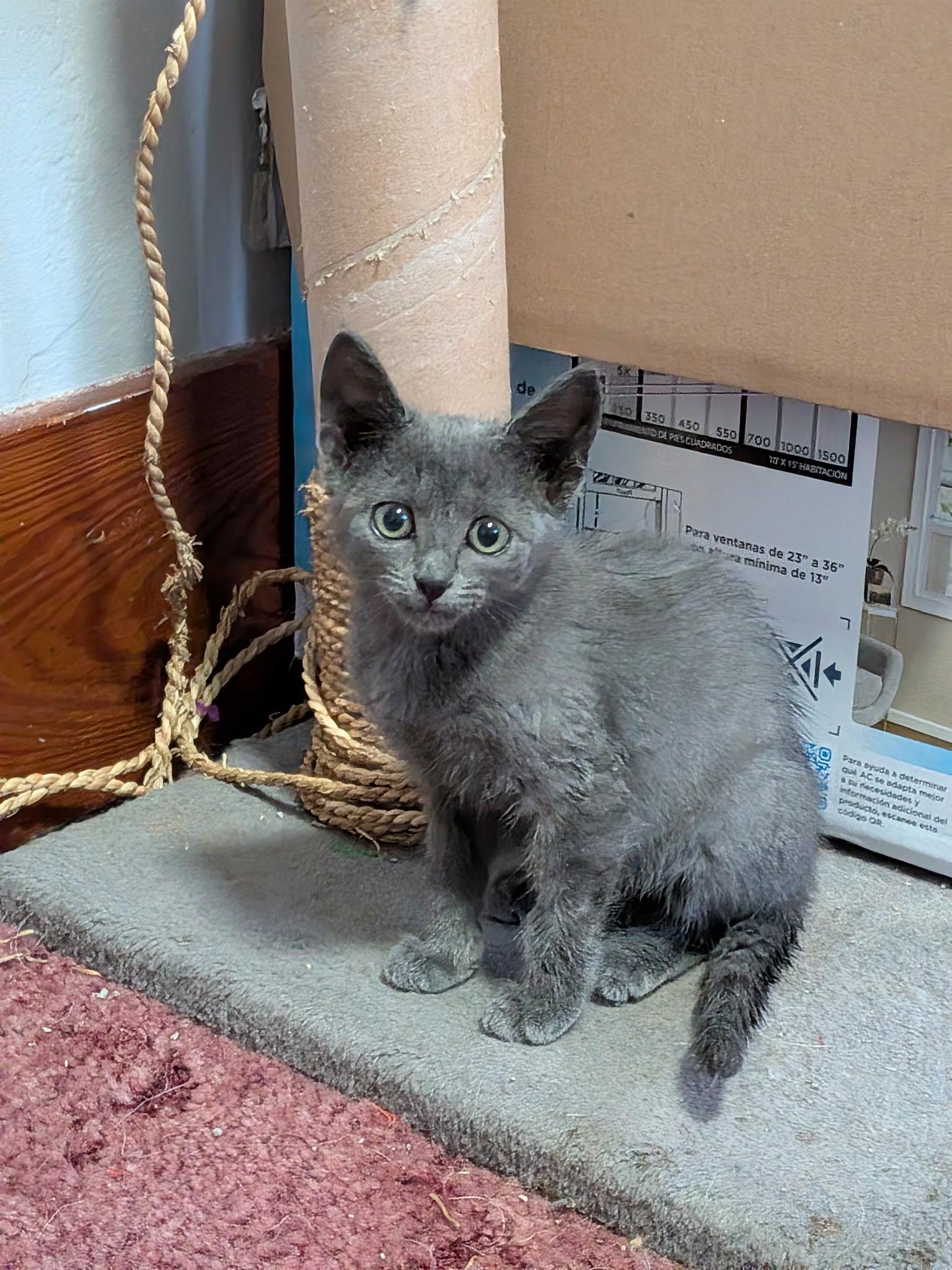 Enlarge Asher, an adopted American Shorthair in Waverly, IA image 3/3