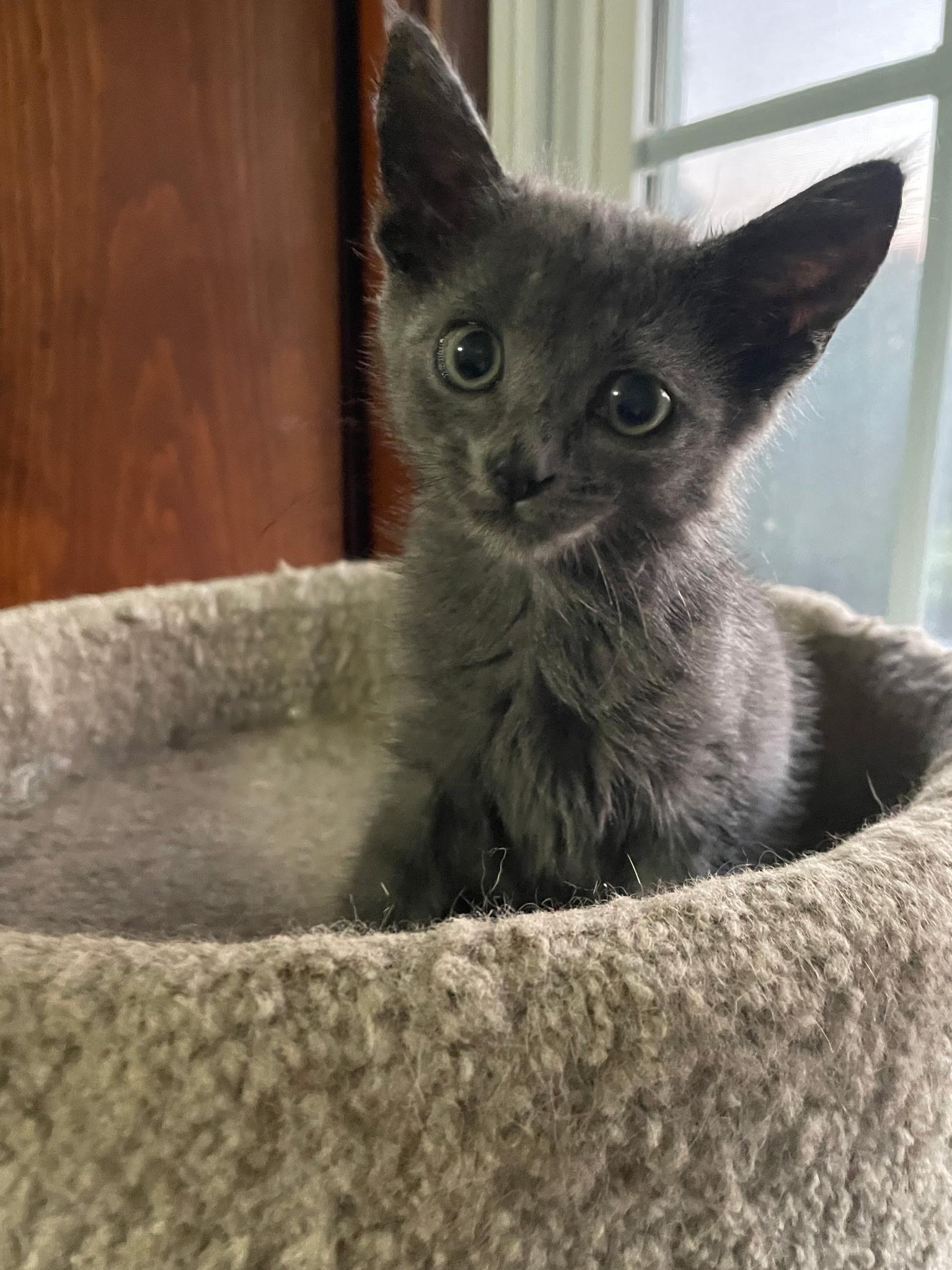 Asher, adopted, Young Male American Shorthair.