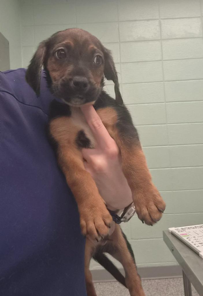 Enlarge Buster, a Adoptable mixed breed in Athens, TN image 1/2