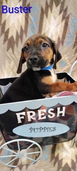 Enlarge Buster, a Adoptable mixed breed in Athens, TN image 2/2