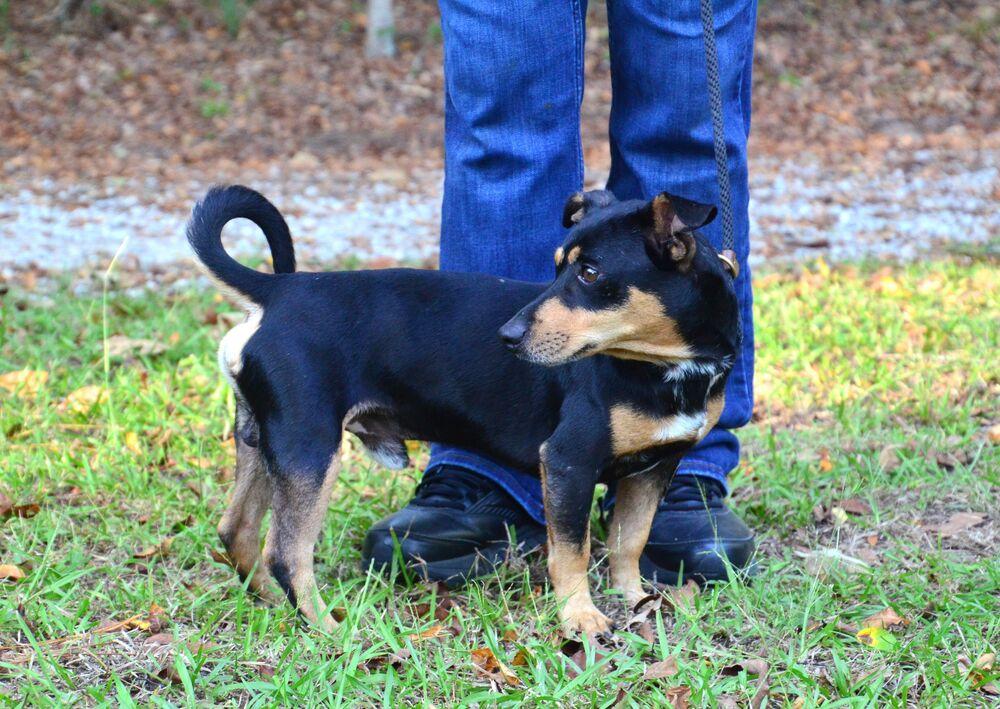 Hank, Adoptable, Young Male Dachshund & Chihuahua.