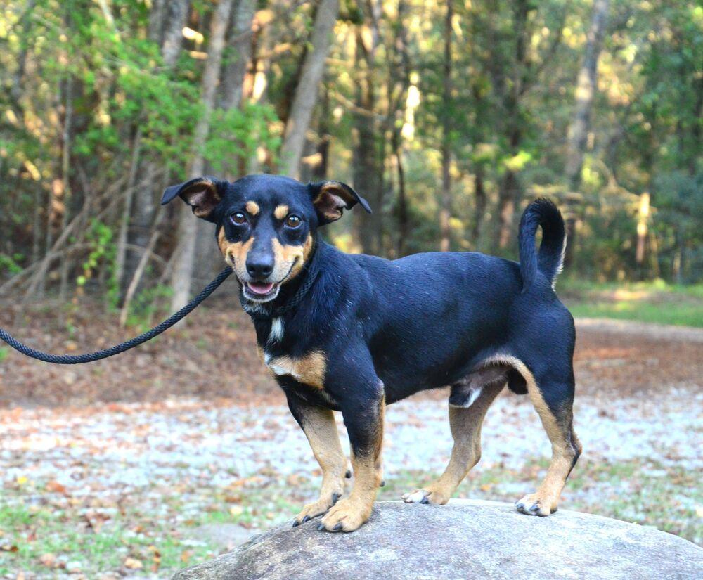 Enlarge Hank, a Adoptable mixed breed in Willingboro, NJ image 2/6