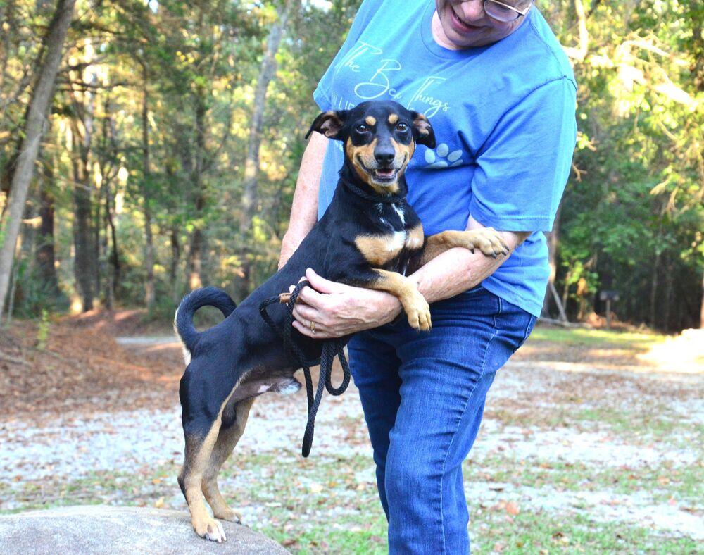 Enlarge Hank, a Adoptable mixed breed in Willingboro, NJ image 3/6